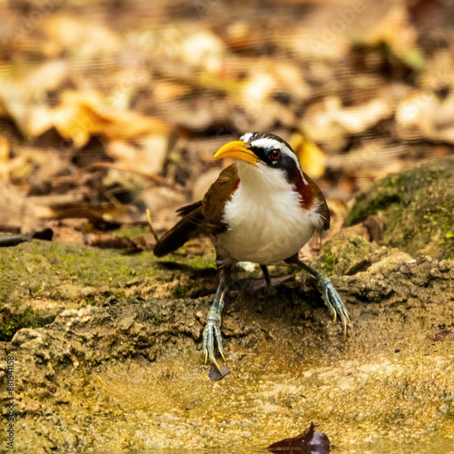 White-browed Scimitar Babbler (Pomatorhinus schisticeps) photo