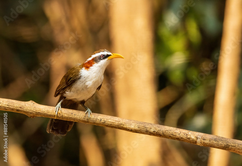 The White-browed Scimitar Babbler (Pomatorhinus schisticeps) is a medium-sized bird with a prominent white eyebrow, long curved bill, and dark brown upperparts. photo