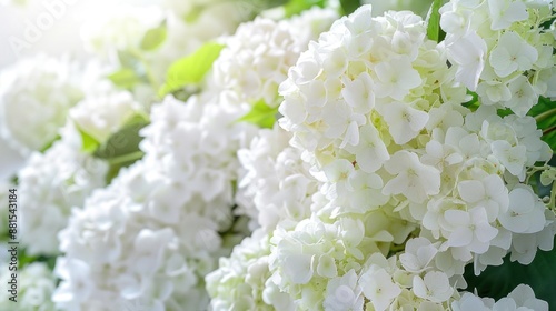 White Hydrangea Blooms Close-Up