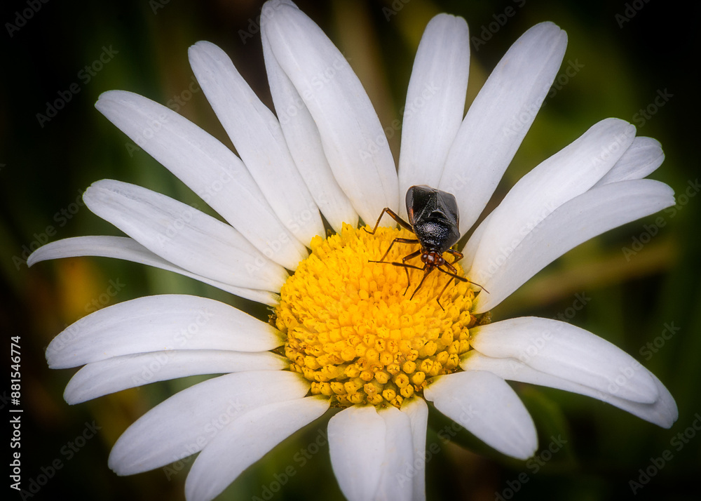 Fototapeta premium Macrophotography of an Oxeye Daisy (Leucanthemum vulgare).