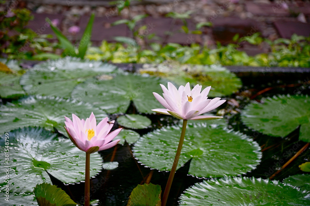 Closeup of Beautiful Colorful Lotus Flower is blooming with green leaf in the pond with natural background at Thailand. Closeup of Beautiful Colorful Lotus Flower is blooming with green leaf in the pond with natural background at Thailand.