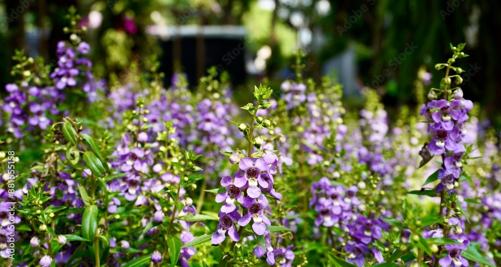 Fototapeta premium Beautiful Narrowleaf Angelon or angelonia angustifolia purple flowers isolated on horizontal green leaves background.
