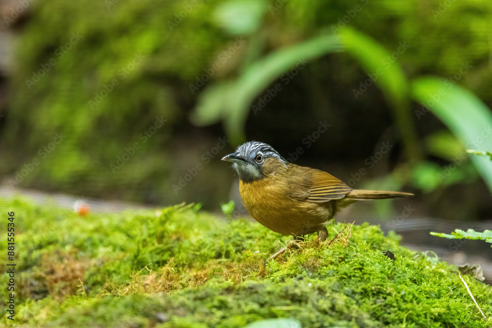 The Grey-throated Babbler (Stachyris nigriceps) is a small bird with a grey throat, olive-brown upperparts, and pale underparts. The Grey-throated Babbler (Stachyris nigriceps) is a small bird with a grey throat, olive-brown upperparts, and pale underparts.