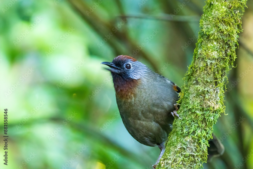 Fototapeta premium The Silver-eared Laughingthrush (Trochalopteron melanostigma) is a medium-sized bird with olive-brown plumage, a striking silver patch behind its eye, and a black mask. 