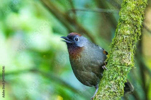 The Silver-eared Laughingthrush (Trochalopteron melanostigma) is a medium-sized bird with olive-brown plumage, a striking silver patch behind its eye, and a black mask.  photo