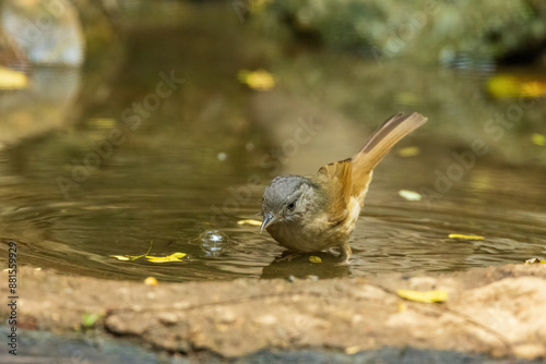 The Brown-cheeked Fulvetta (Alcippe poioicephala) is a small, unobtrusive bird with brownish-grey upperparts and a distinctive brown cheek patch.  photo