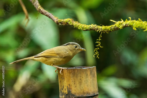 The Brown-cheeked Fulvetta (Alcippe poioicephala) is a small, unobtrusive bird with brownish-grey upperparts and a distinctive brown cheek patch.  photo