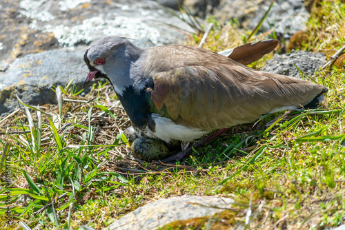 El tero (Vanellus chilensis), ​ también llamado tero-tero, queltehue, treile anidando.