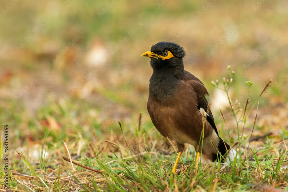 The Common Myna (Acridotheres tristis) is a medium-sized bird with brown body plumage, a glossy black head, and bright yellow patches around the eyes. The Common Myna (Acridotheres tristis) is a medium-sized bird with brown body plumage, a glossy black head, and bright yellow patches around the eyes.