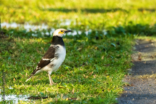 The Black-collared Starling (Gracupica nigricollis) is a medium-sized bird with striking black and white plumage, a distinctive black collar around its neck. photo