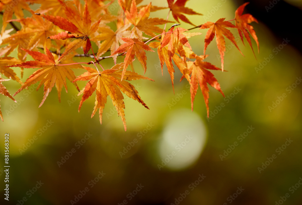 穏やかな秋の陽射しを浴びた鮮やかな紅葉