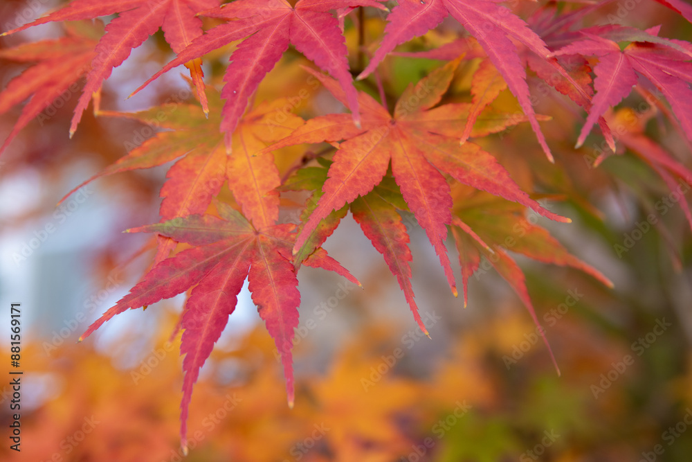 Vibrant autumn foliage - Japanese maple leaves transitioning from green to fiery reds and oranges - close-up showcasing intricate leaf patterns and textures. Taken in Toronto, Canada. Vibrant autumn foliage - Japanese maple leaves transitioning from green to fiery reds and oranges - close-up showcasing intricate leaf patterns and textures. Taken in Toronto, Canada.