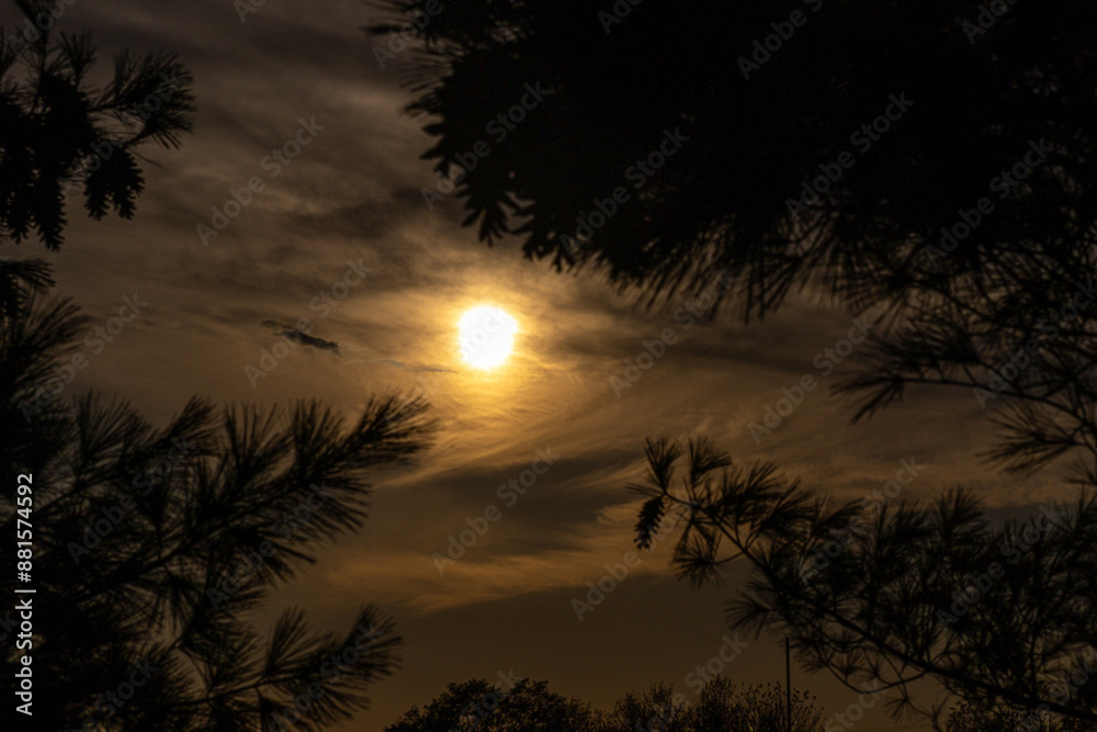 Golden sunset sky framed by silhouetted pine branches - warm glow of dusk - tranquil evening atmosphere. Taken in Toronto, Canada. Golden sunset sky framed by silhouetted pine branches - warm glow of dusk - tranquil evening atmosphere. Taken in Toronto, Canada.