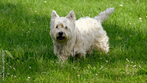 #courage the cowardly dog
#puppy dog pals
#dog whist
#dog
#funny dog videos
#dog barki
#three dog night
#dog of wisdom
#gabe the dog
#dog videos
#triumph the insult #comic dog