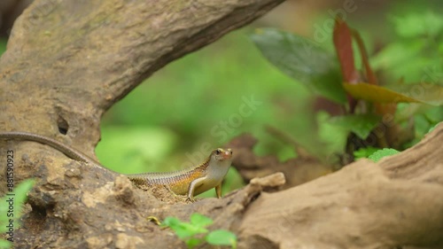 Garden lizards on the wood, one of the most common types of lizards found in Indonesia photo