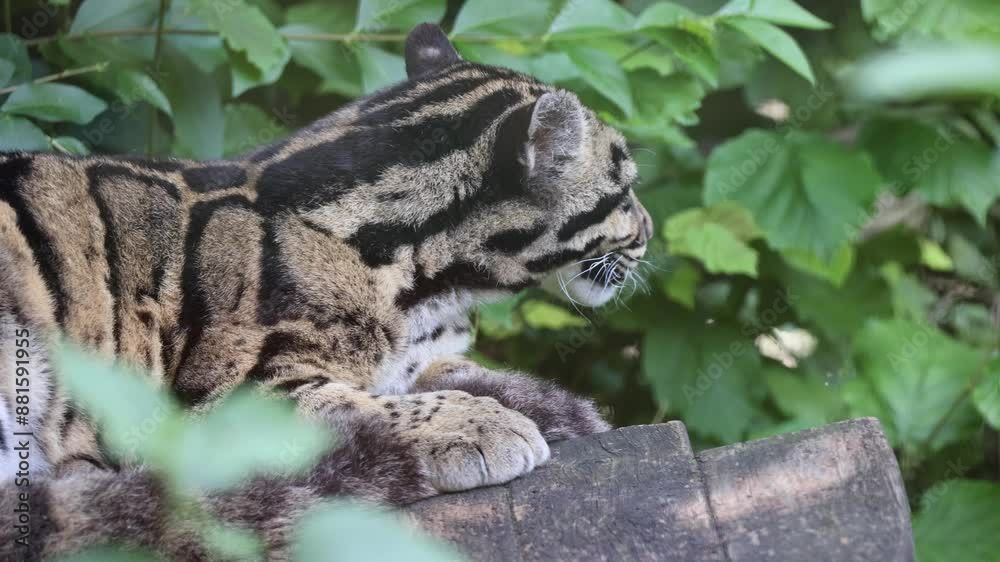 Close-up view of a beautiful Formosan clouded leopard Close-up view of a beautiful Formosan clouded leopard