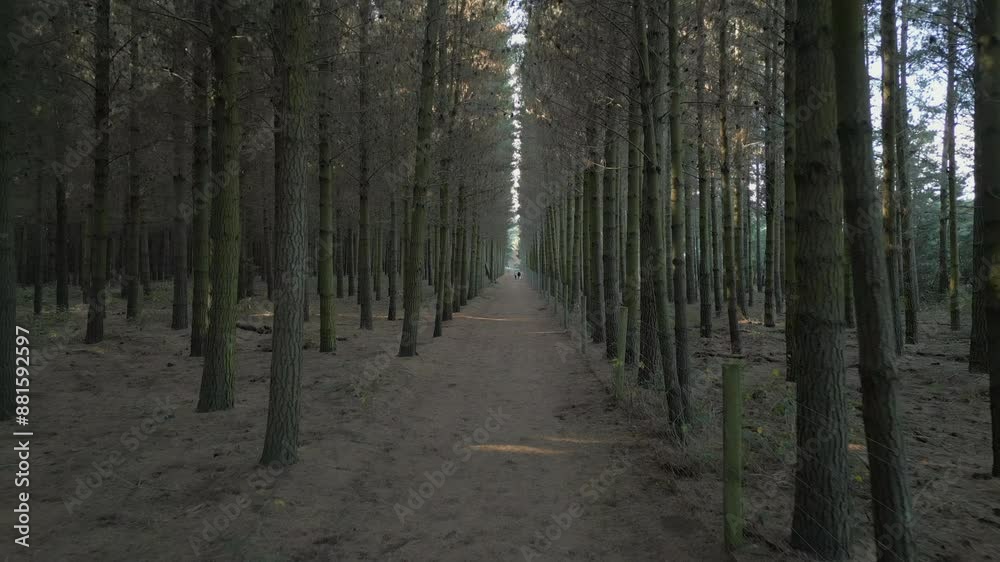 Deserted Forest Path With Tall Pine Trees In Canterbury New Zealand Tracking Backwards Deserted Forest Path With Tall Pine Trees In Canterbury New Zealand Tracking Backwards