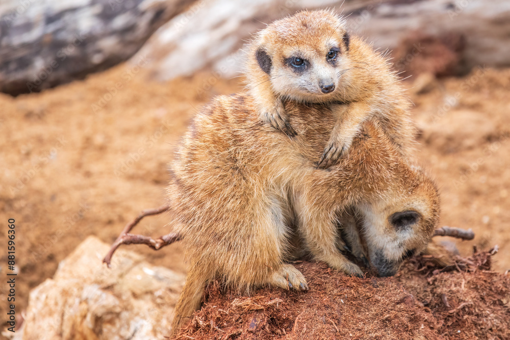 Fototapeta premium A group of cute meerkats. Meerkat Family are sunbathing.