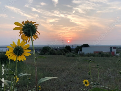 Sunset Sunflower