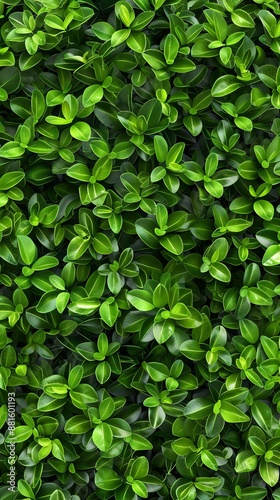 Wallpaper Mural Green leaf pattern background top view. A seamless pattern of vibrant green boxwood leaves Torontodigital.ca