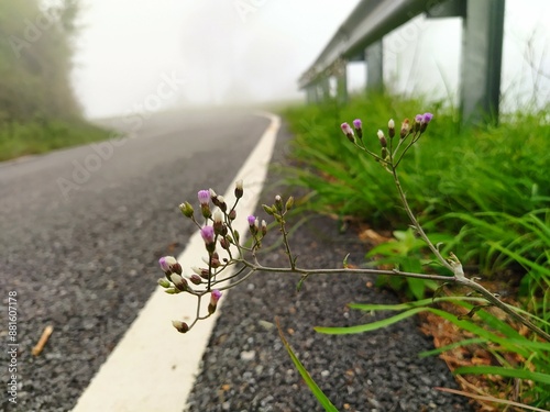 a plant of cyanthillium cinereum in the road side in india photo