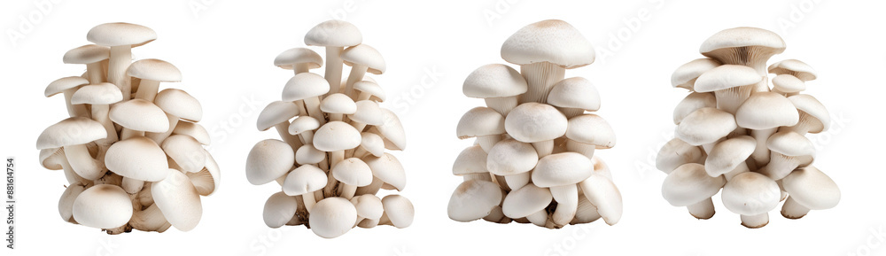 Set of clusters of oyster mushrooms, arranged in a row, are isolated on a white background Set of clusters of oyster mushrooms, arranged in a row, are isolated on a white background