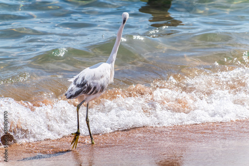 White Western Reef Heron (Egretta gularis) at Sharm el-Sheikh beach, Sinai, Egypt photo