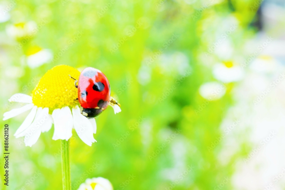 カモミールの花に逆さに止まる赤色の鮮やかなナナホシテントウムシ カモミールの花に逆さに止まる赤色の鮮やかなナナホシテントウムシ