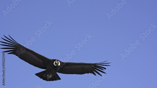 Extremely close view footage of an Andean Condor with enormous wingspan against a blue sky in the Patagonian Andes mountains. 4k, slowmotion.