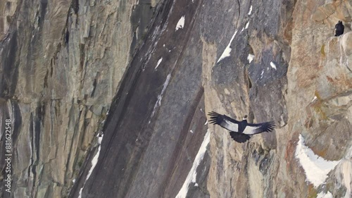 Andean Condor flying towards a cliff and landing on a rocky ledge in slow motion. Patagonia photo