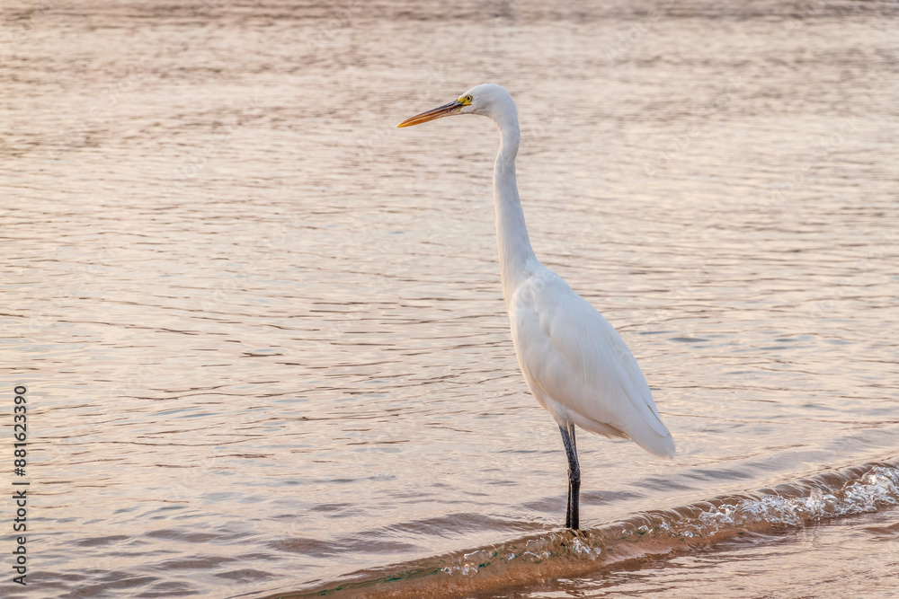 Great egret (Ardea alba), a medium-sized white heron fishing on the sea beach Great egret (Ardea alba), a medium-sized white heron fishing on the sea beach