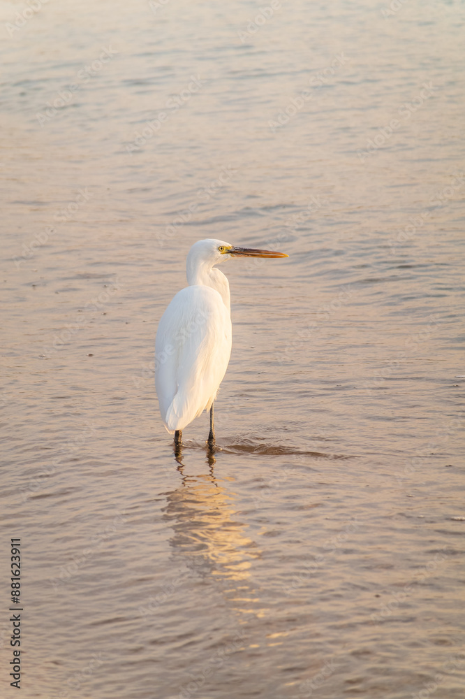 Obraz premium Great egret (Ardea alba), a medium-sized white heron fishing on the sea beach