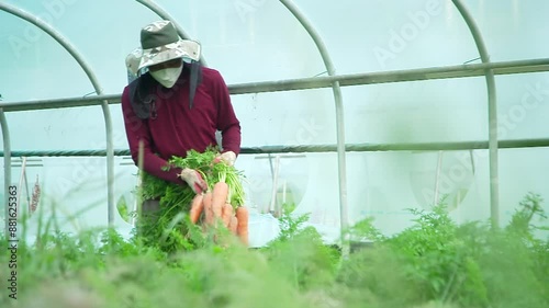 비닐하우스에서 큰 당근을 수확하는 농부