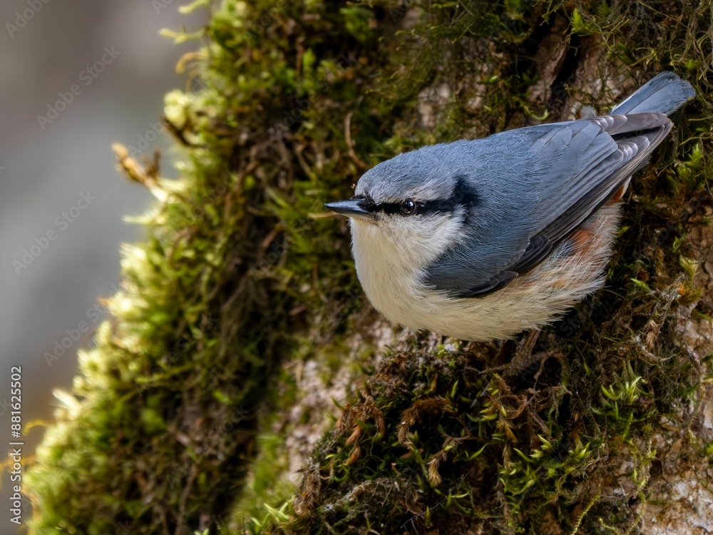 Obraz premium 森の中で樹木の幹を移動してエサを探しているゴジュウカラ