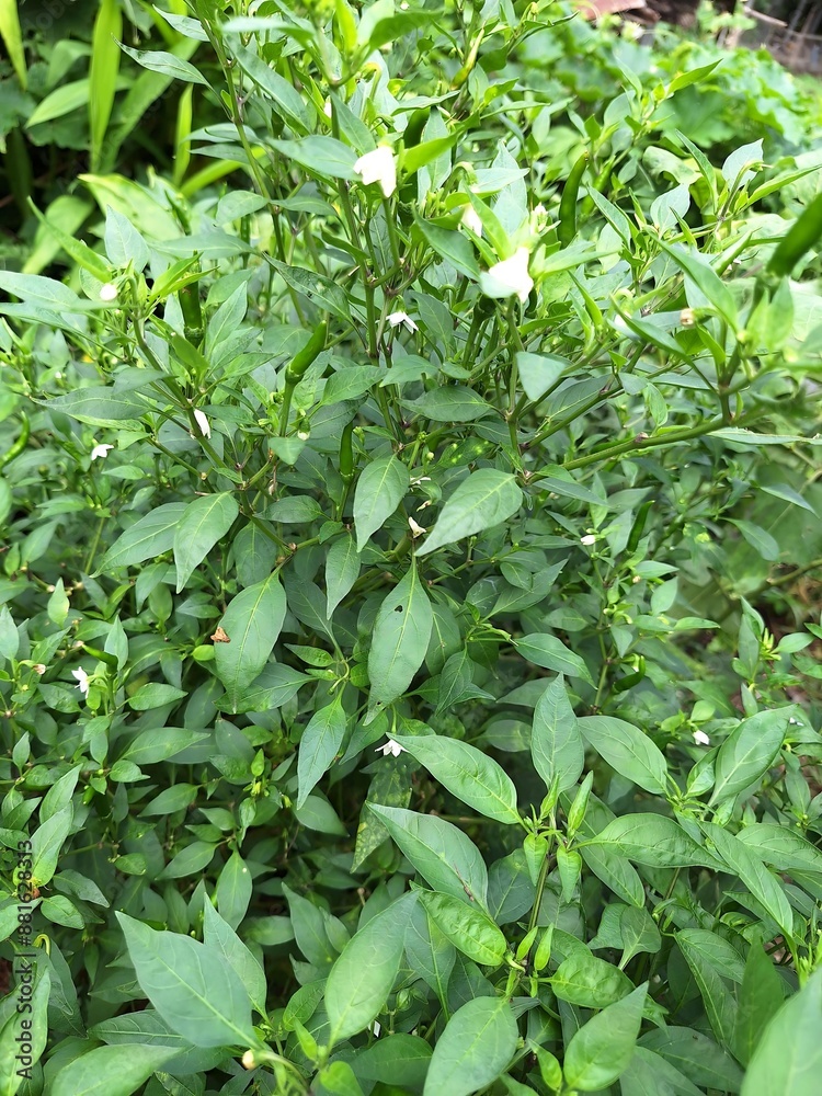 Whole chilli plant and leaves Whole chilli plant and leaves