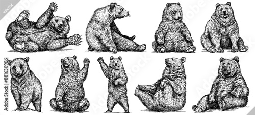 Vintage engrave isolated black bear set illustration ink sketch. American grizzly background asian animal silhouette vector art