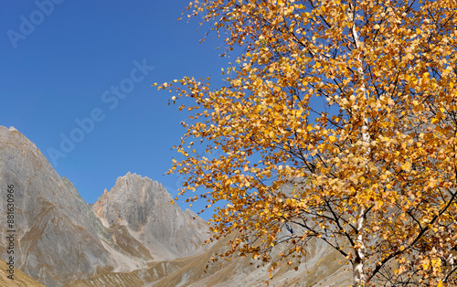 yellow foliage of a  tree  in front of rocky alpine mountain under blue sky i...