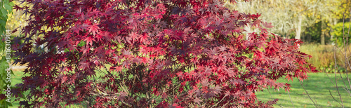 closeup on beautiful red leaf of a japanese maple tree next in a park