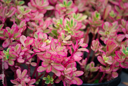 A bunch of pink flowers with green leaves. The flowers are in a black pot