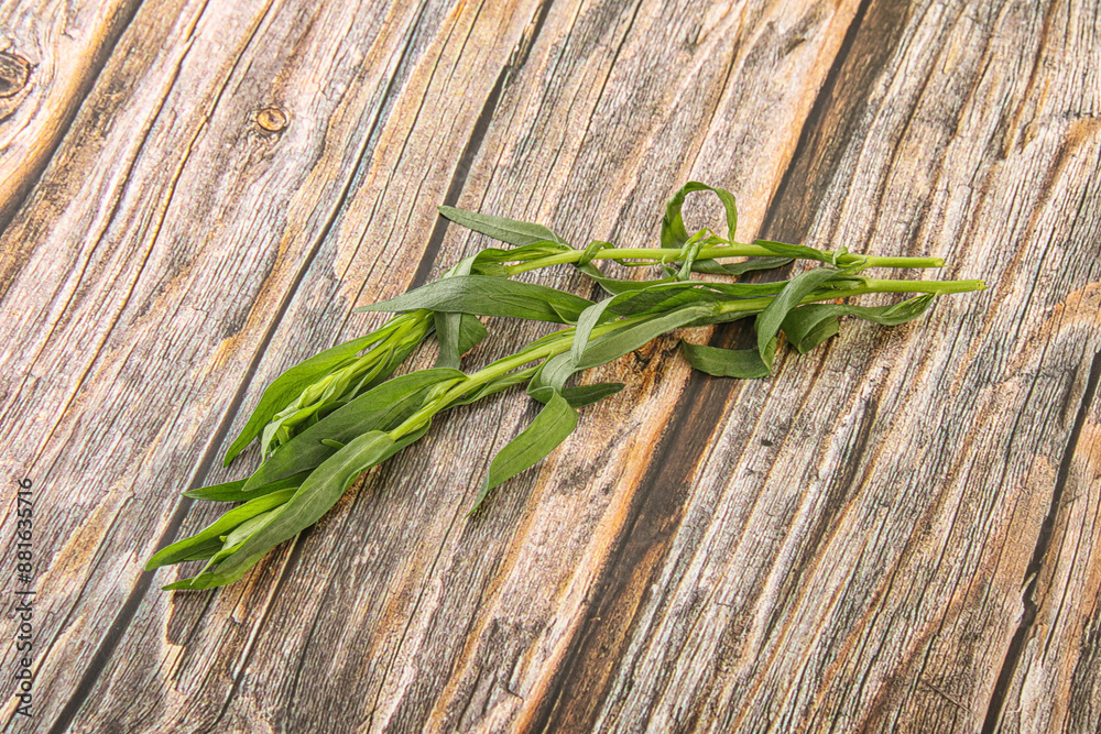 Green tarragon herb spice for cooking Green tarragon herb spice for cooking