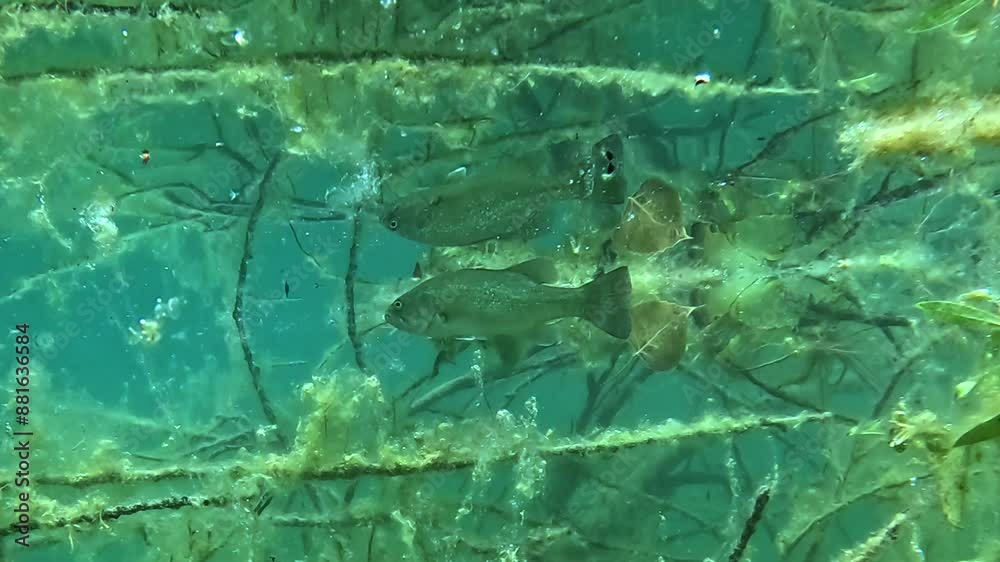 Slow motion approach towards a black bass (Micropterus salmoides) hidden among submerged branches adorned with yellow algae, creating a fairy-tale-like; Slow motion approach towards a black bass (Micropterus salmoides) hidden among submerged branches adorned with yellow algae, creating a fairy-tale-like;
