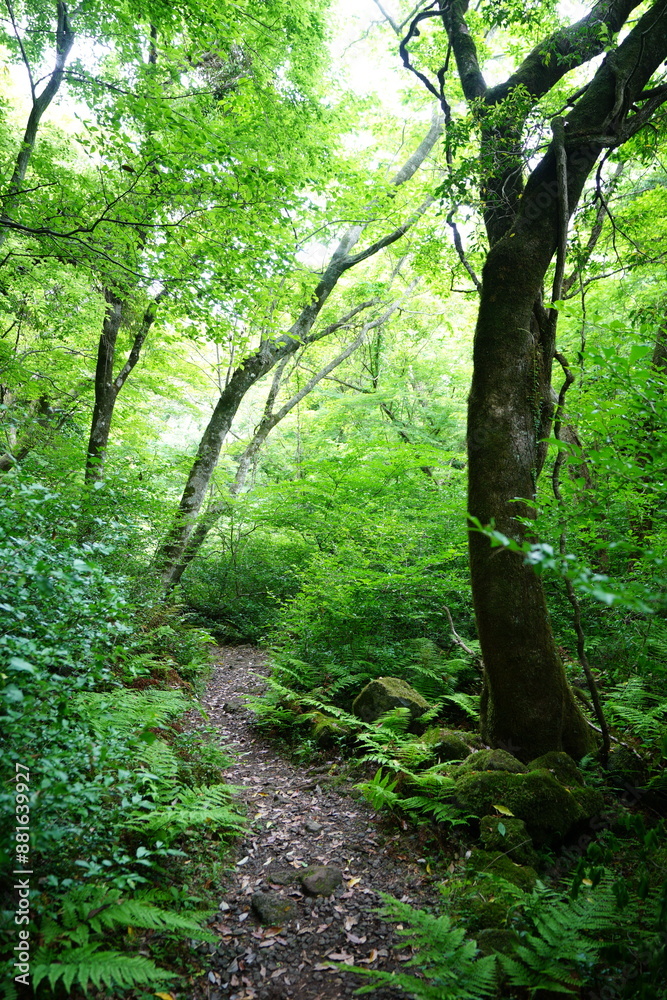 Fototapeta premium spring forest path through mossy rocks and old trees