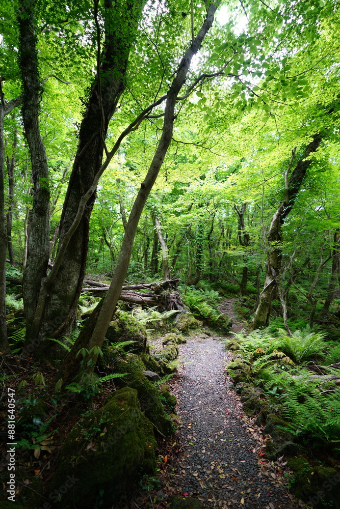 refreshing spring pathway in the gleaming sunlight refreshing spring pathway in the gleaming sunlight