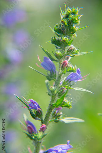 Echium vulgare, viper's bugloss and blueweed