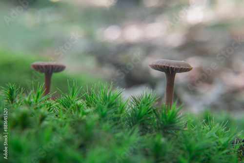 Phaeotellus griseopallidus, small inedible mushroom photo