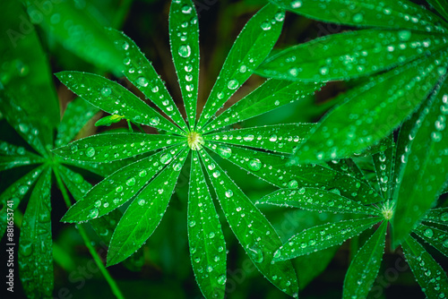 green leaves with water droplets after rain. abstract nature background