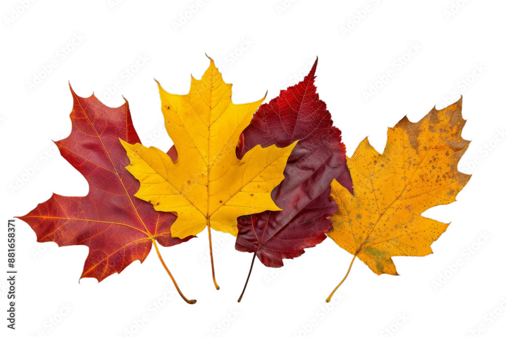 Fototapeta premium A small group of colorful autumn leaves, one deep red maple leaf, oak leaf, and maybe birch leaf arranged in a fan shape, isolated white background, leave plentiful space.