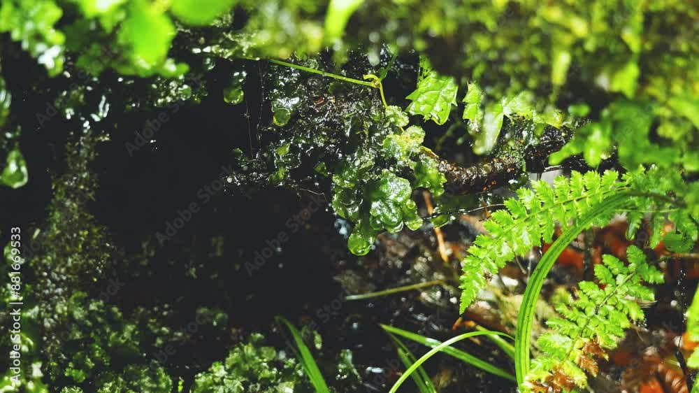 新緑の苔と湧き水