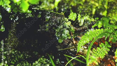 新緑の苔と湧き水