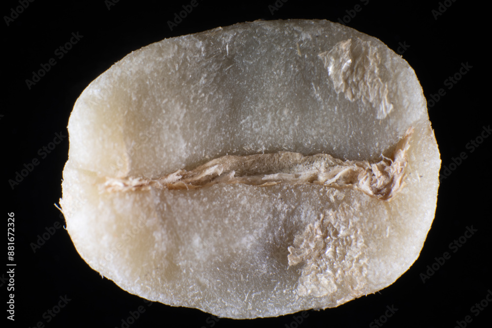 Close-up of coffee bean before roasting